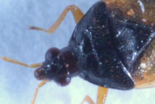 Réf. 199 257 : Orius sp.
